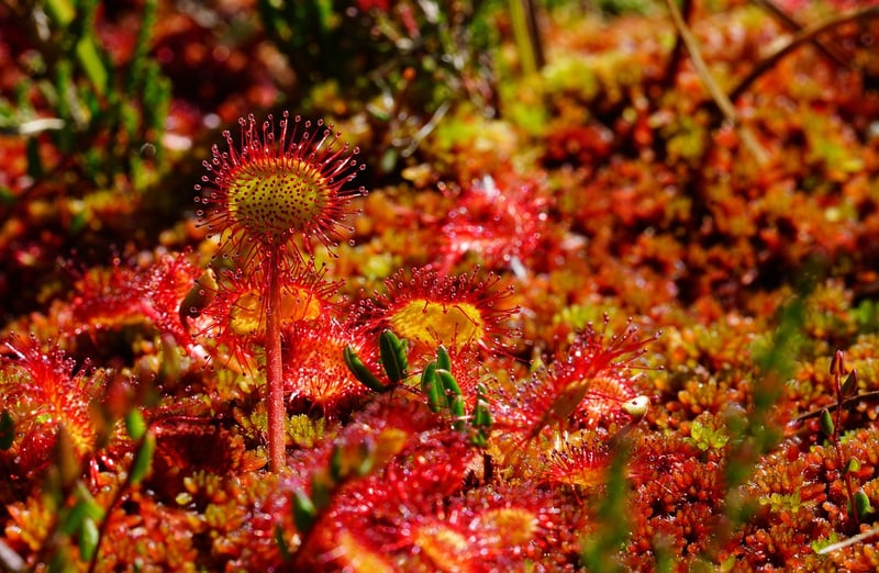 Myth-inspired herbs